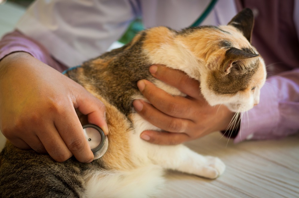 Health Check ups of your pets