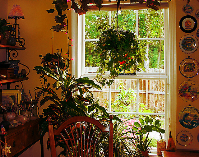 Plants for your home