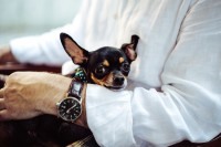 Pet Approved: 4 Effective Ways To Care For Your Furry Friend