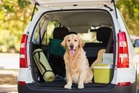 Moving With Your Best Buddies, Your Pets!